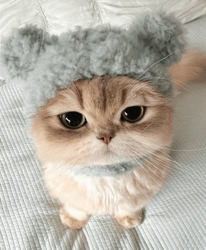 a close up of a cat wearing a hat with ears