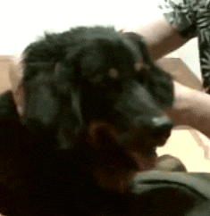 a black dog is laying on a person 's lap