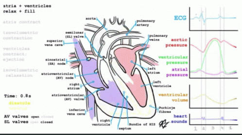 Heart Pump GIF - Heart Pump Blood GIFs