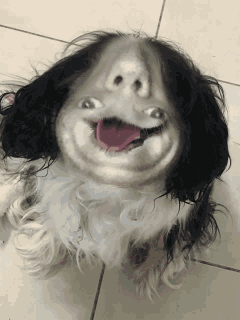 a black and white dog with its tongue hanging out looks like it is smiling