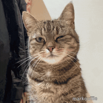 a close up of a cat 's face with the name markouille on the bottom