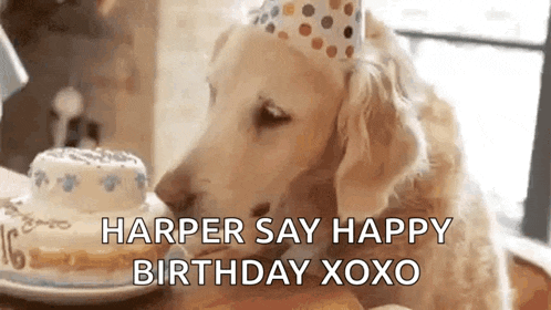 a dog wearing a party hat is licking a birthday cake on a table .