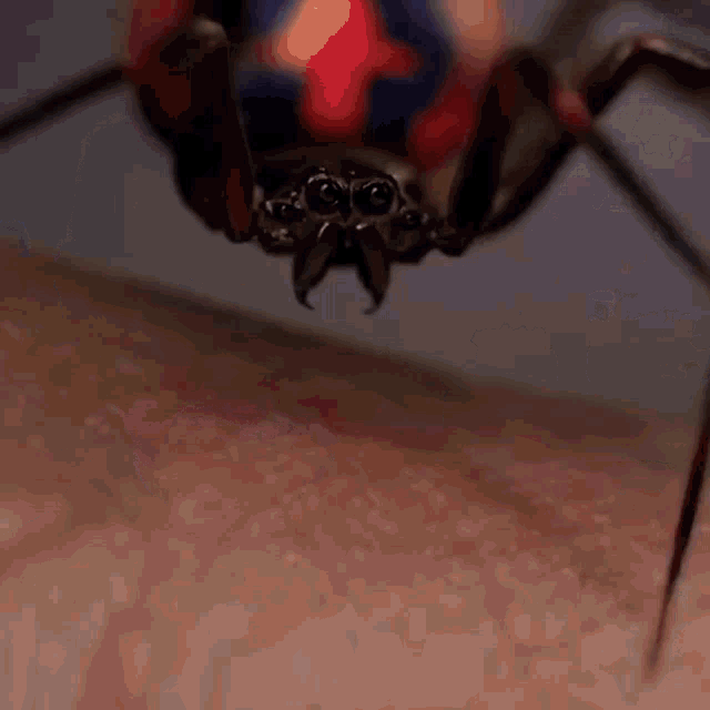 a close up of a spider on a person 's arm
