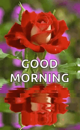 Good Morning Flowers GIF - Good Morning Flowers Water GIFs