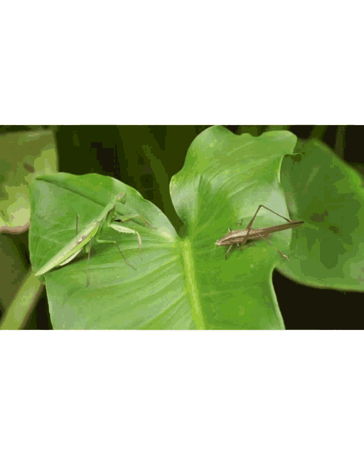 Grasshopperkav Mantis GIF - Grasshopperkav Mantis Prey GIFs