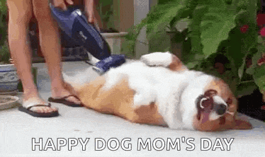 a dog is laying on its back while a person is vacuuming it .