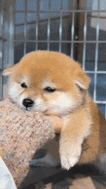 a small brown and white puppy is being held by a person 's arm .
