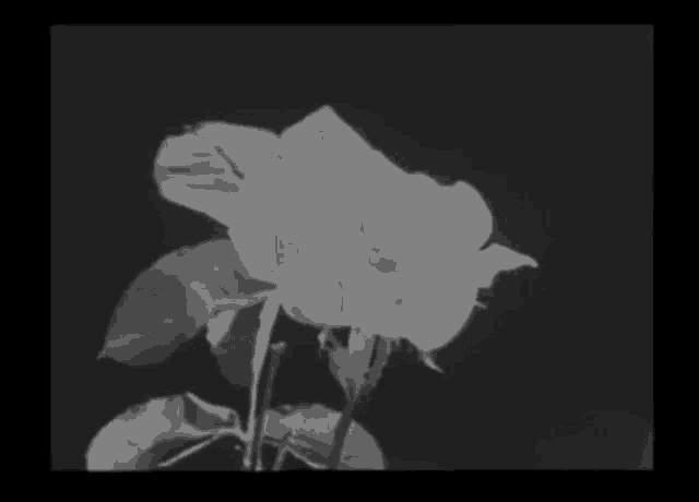 a black and white photo of a rose with a black background