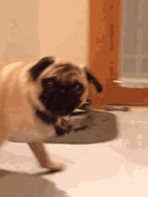 a pug dog is standing in front of a door and looking at the camera