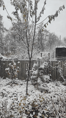 a snowy backyard with a fence and trees