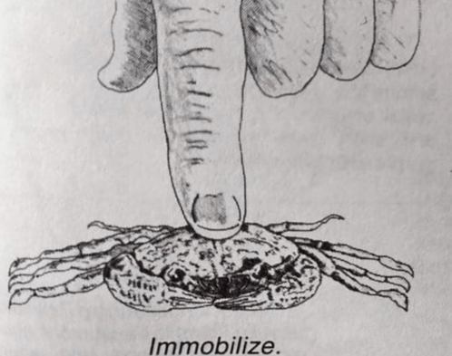 Immobilize Crab GIF - Immobilize Crab GIFs