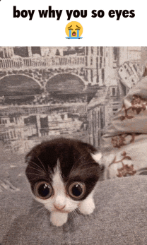 a picture of a kitten with big eyes with the caption boy why you so eyes
