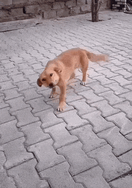 a dog standing on a brick sidewalk with a brick wall behind it