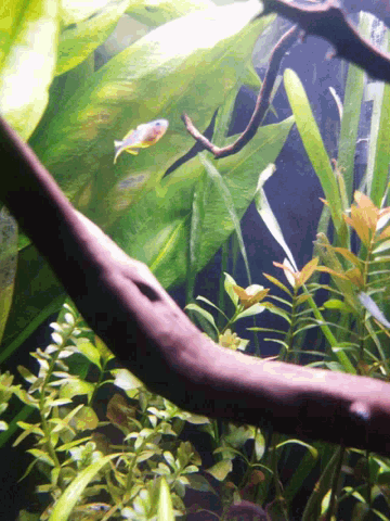 a small fish is swimming in a tank surrounded by green plants