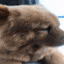 a close up of a brown dog wearing glasses