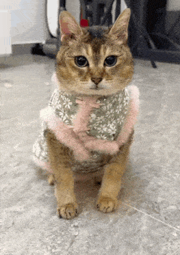 a cat wearing a pink and green floral coat is sitting on the floor looking at the camera .