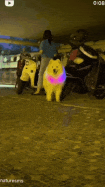 a dog wearing a glow in the dark vest stands in front of a motorcycle