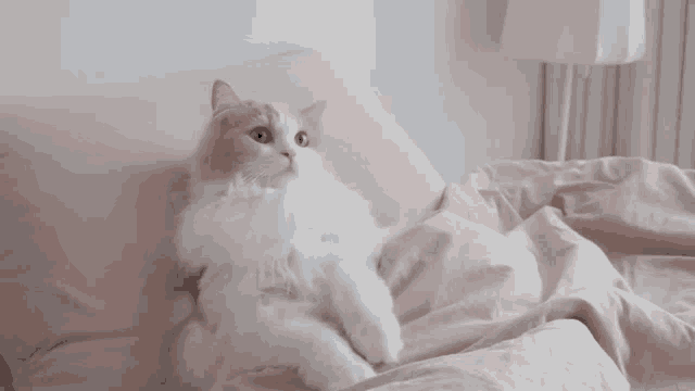 Cat Dd GIF - Cat Dd Sleep GIFs