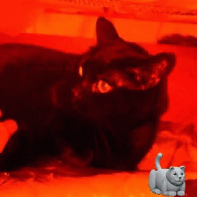 Cat Meow GIF - Cat Meow Yes GIFs
