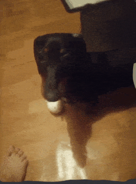a black dog is laying on a wooden floor