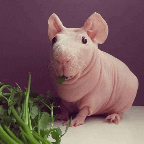 a hairless guinea pig eating some green beans on a table