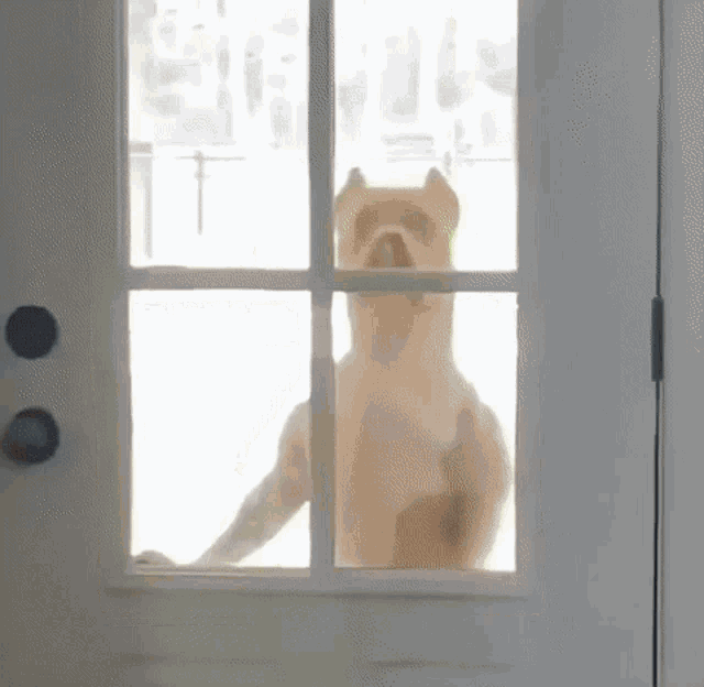 Dog Looking Through The Door Nosey Dog GIF - Dog Looking Through The Door Nosey Dog Seulyne GIFs