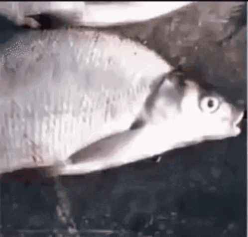a close up of a fish that looks like a pig on a black surface .