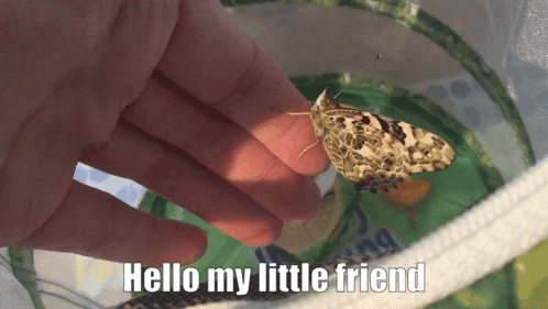 Butterfly Painted Lady Butterfly GIF - Butterfly Painted Lady Butterfly Friend GIFs