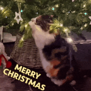 a calico cat sitting under a christmas tree with merry christmas written on it