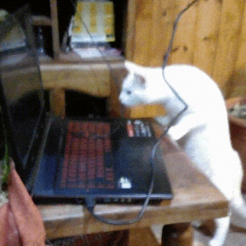 a white cat standing on its hind legs next to a laptop computer