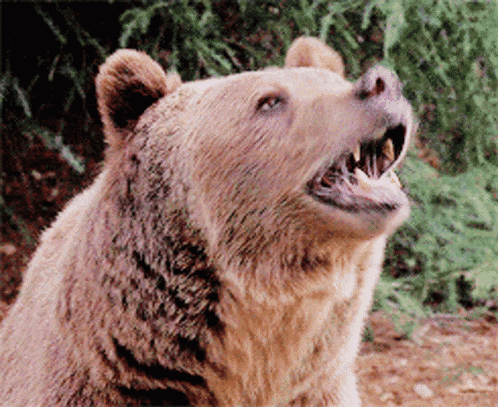 a brown bear with its mouth open looking up