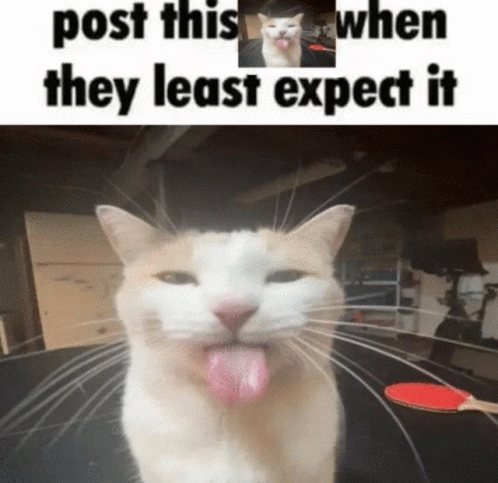 Post This Cat Silly Cat GIF - Post This Cat Silly Cat GIFs