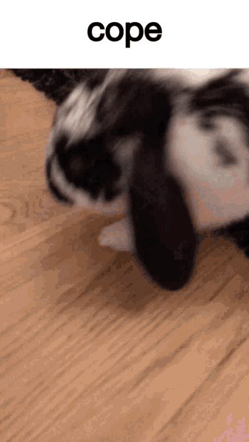 a black and white rabbit laying on a wooden floor with the word cope written above it