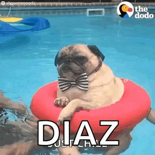 a pug wearing a bow tie is floating on a red float in a pool with the word diaz below it