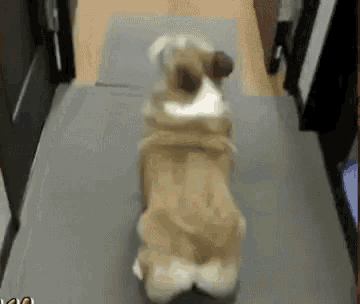 Work Funny Animals GIF - Work Funny Animals Dogs GIFs