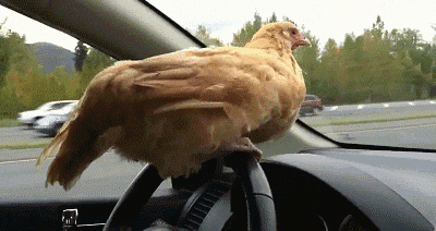 a chicken is sitting on a steering wheel in a car