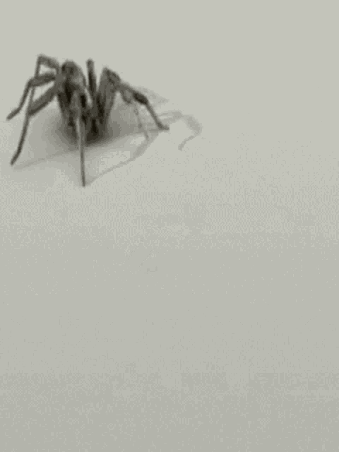 a spider is crawling on a white surface .