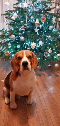 Johny Johnybeagle GIF - Johny Johnybeagle GIFs