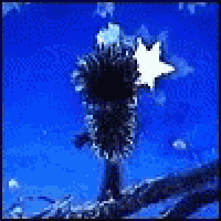 a close up of a sea urchin with a star in the background in the ocean .