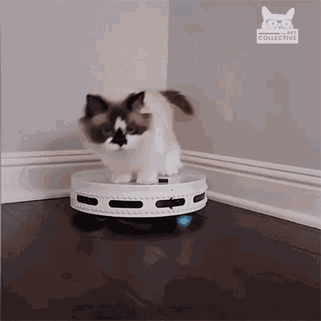 Robot Vacuum Cruisin GIF - Robot Vacuum Cruisin Cute Cat GIFs