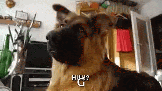 Funny Animals Confused GIF - Funny Animals Confused Huh GIFs