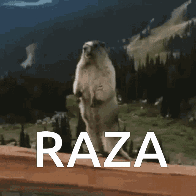 Raza GIF - Raza GIFs