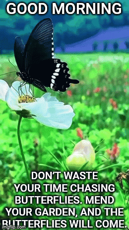 a butterfly is sitting on a white flower with a good morning message behind it