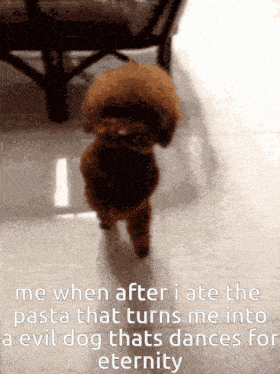 a small brown dog standing on its hind legs with a caption that says me when after i ate the pasta that turns