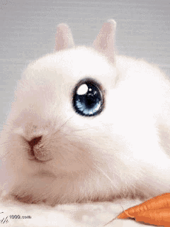 a white rabbit with blue eyes and a carrot in front of it