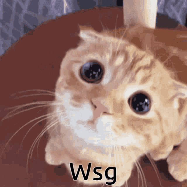 Cat Wsg GIF