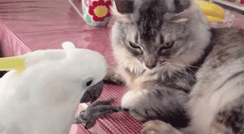 a cat and a parrot are sitting on a table .