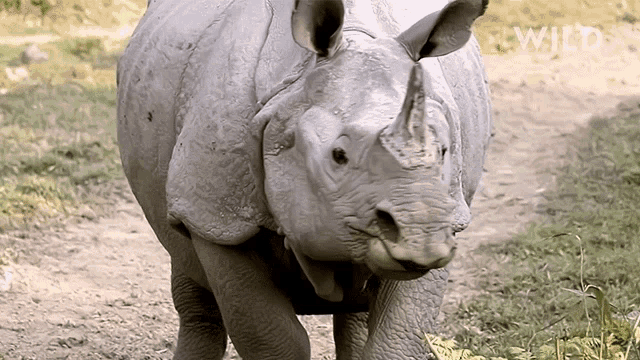 Im Outta Here Protecting Rhinos In Kaziranga National Park GIF