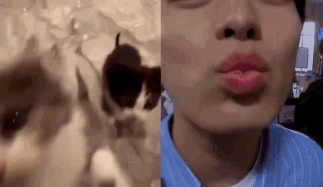 a close up of a cat and a close up of a person 's face .