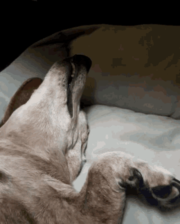 a close up of a dog laying on a bed with its head on a pillow